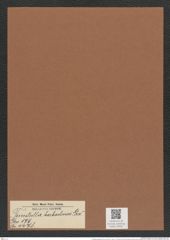 Fenestella barbadensis Grev. (de-Toni-Nr.: Genus 179, Species 4478) Zeichnungen Sammlung Grunow Mappe 04401 (Herbarium_W_Grunow_drawings_Folder_04401)